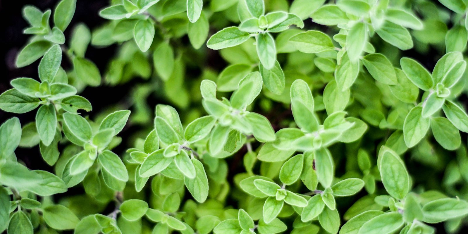 How to Grow Sweet Marjoram in Australia