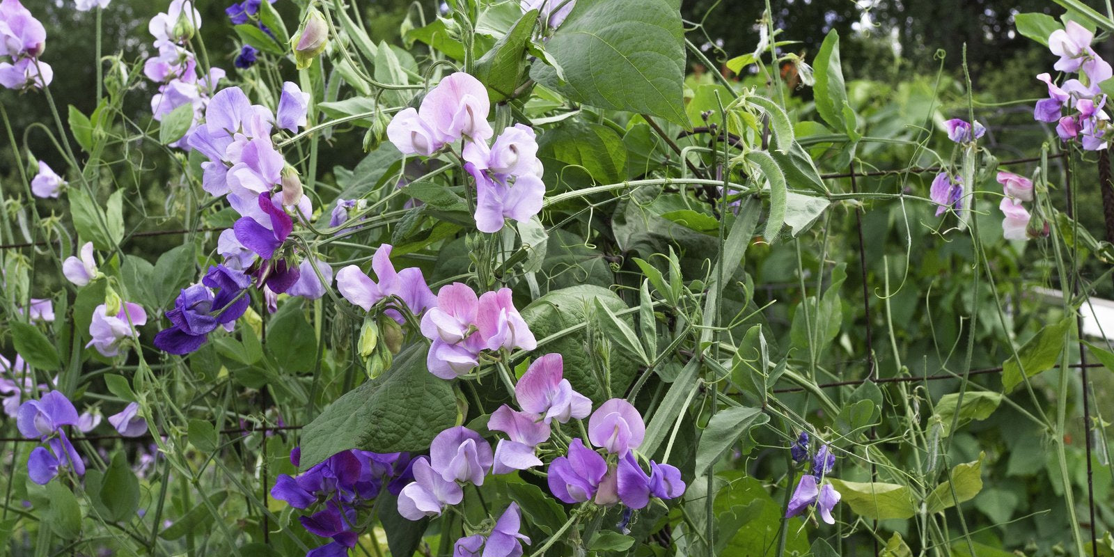 How to Grow Sweet Peas in Australia