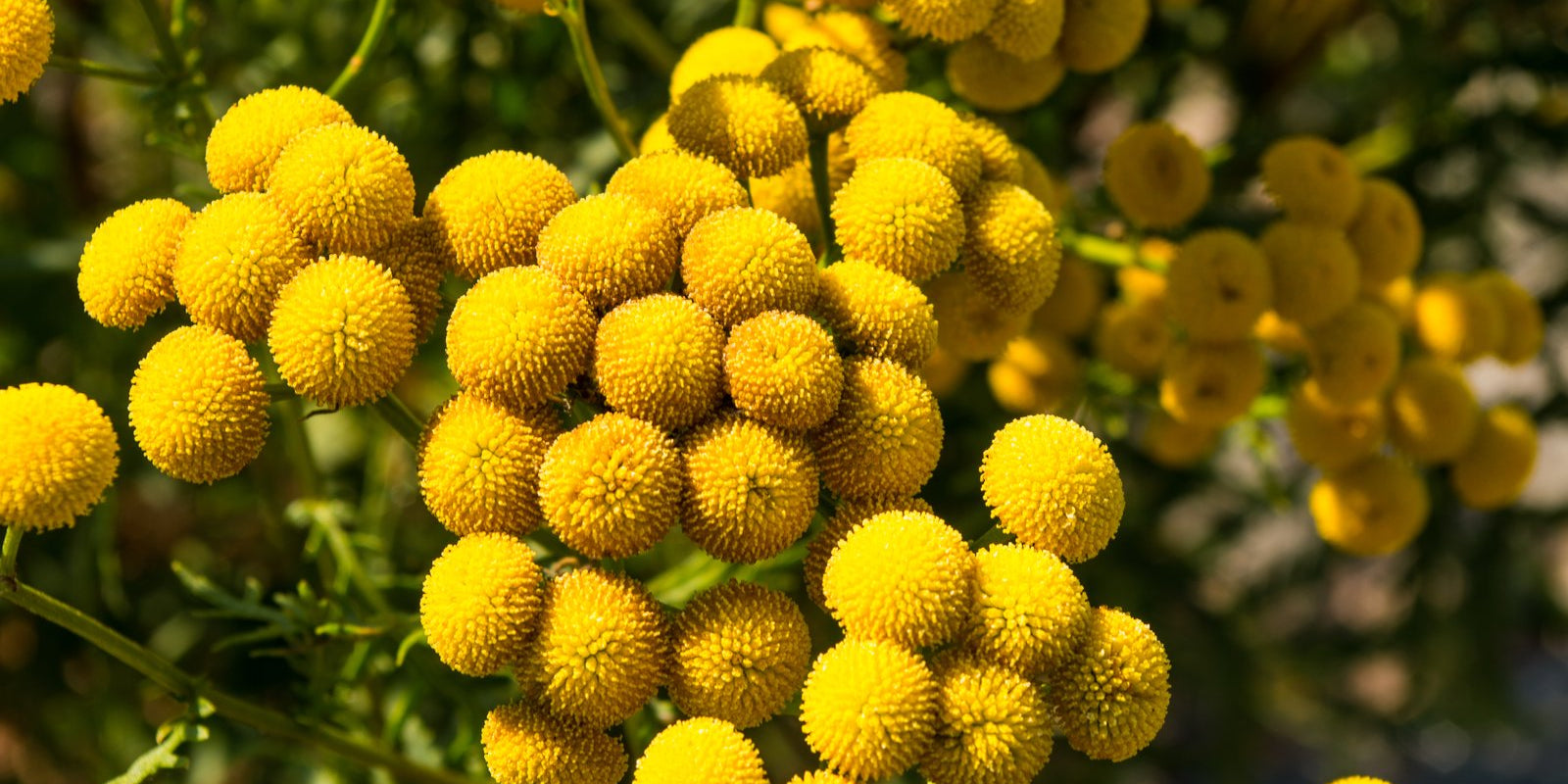 How to Grow Tansy in Australia