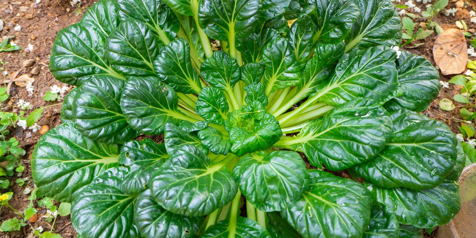How to Grow Tatsoi in Australia