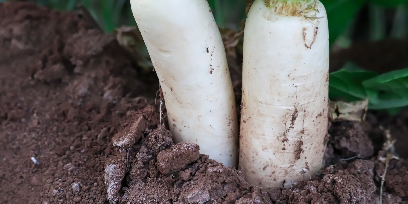 How to Grow Tillage Radish in Australia