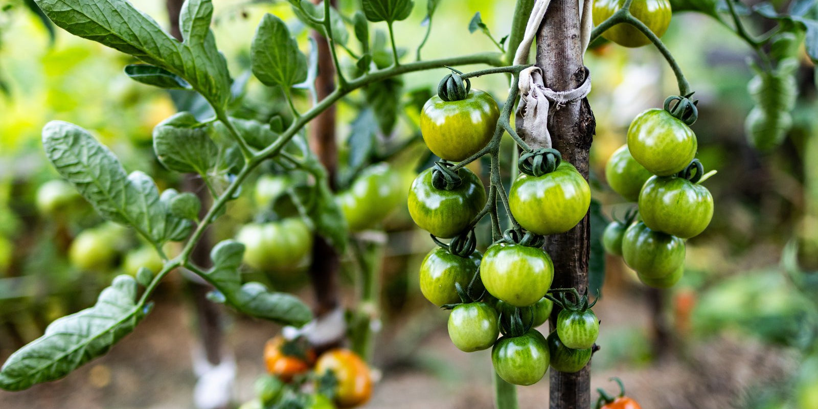 How to Grow Tomatoes in Australia