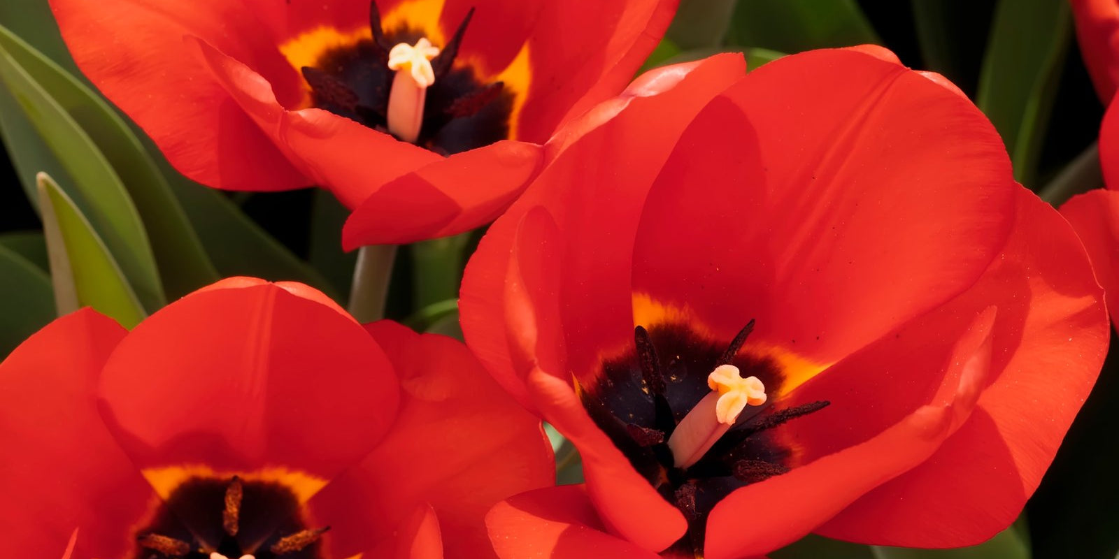 How to Grow Tulips in Australia
