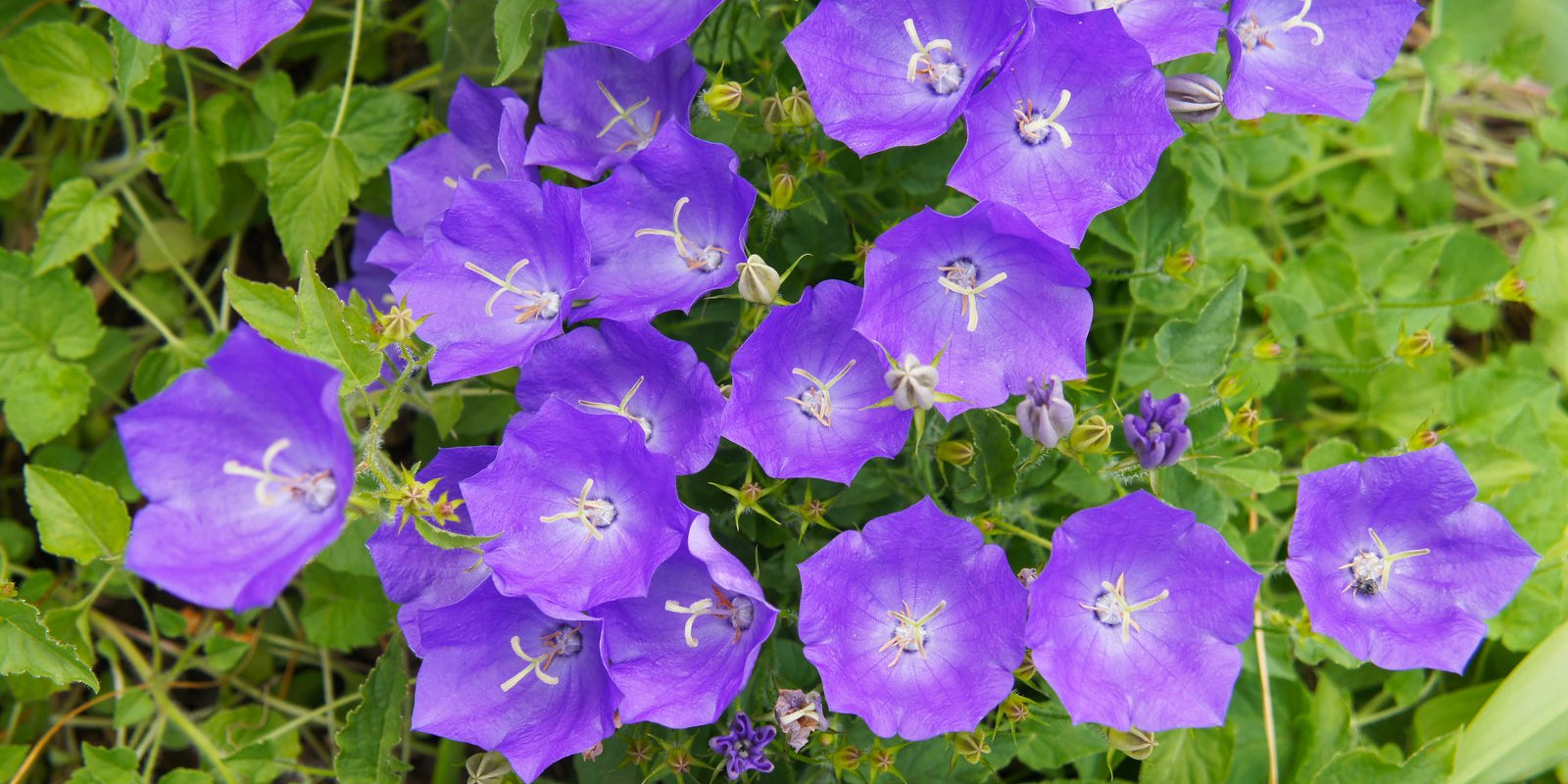 How to Grow Tussock Bellflowers in Australia