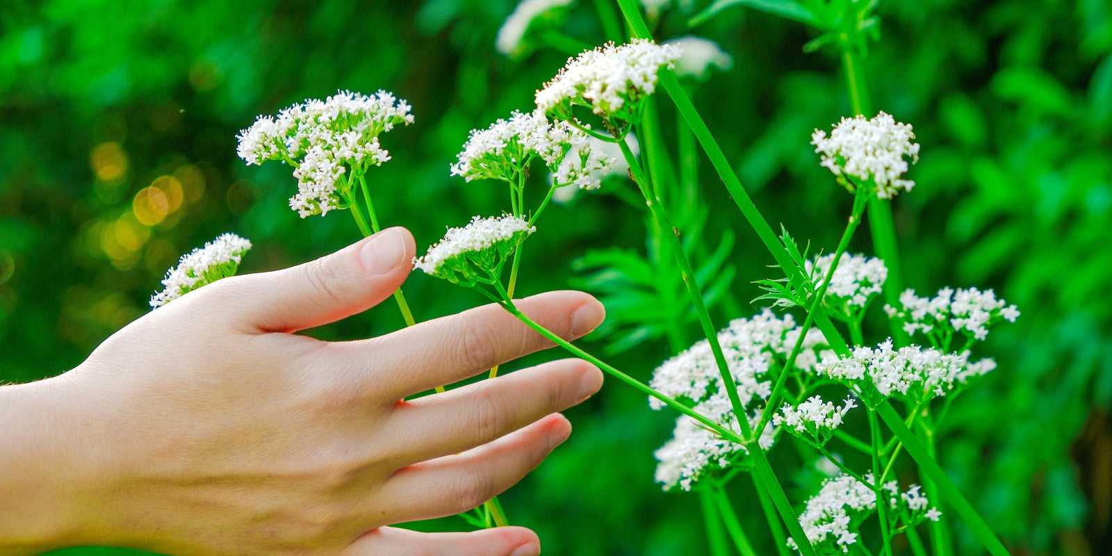 How to Grow Valerian in Australia