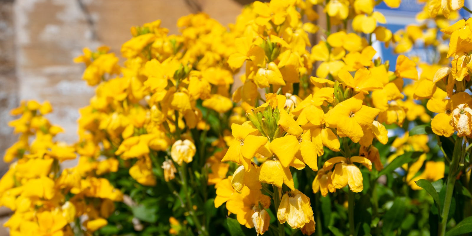 How to Grow Wallflowers in Australia