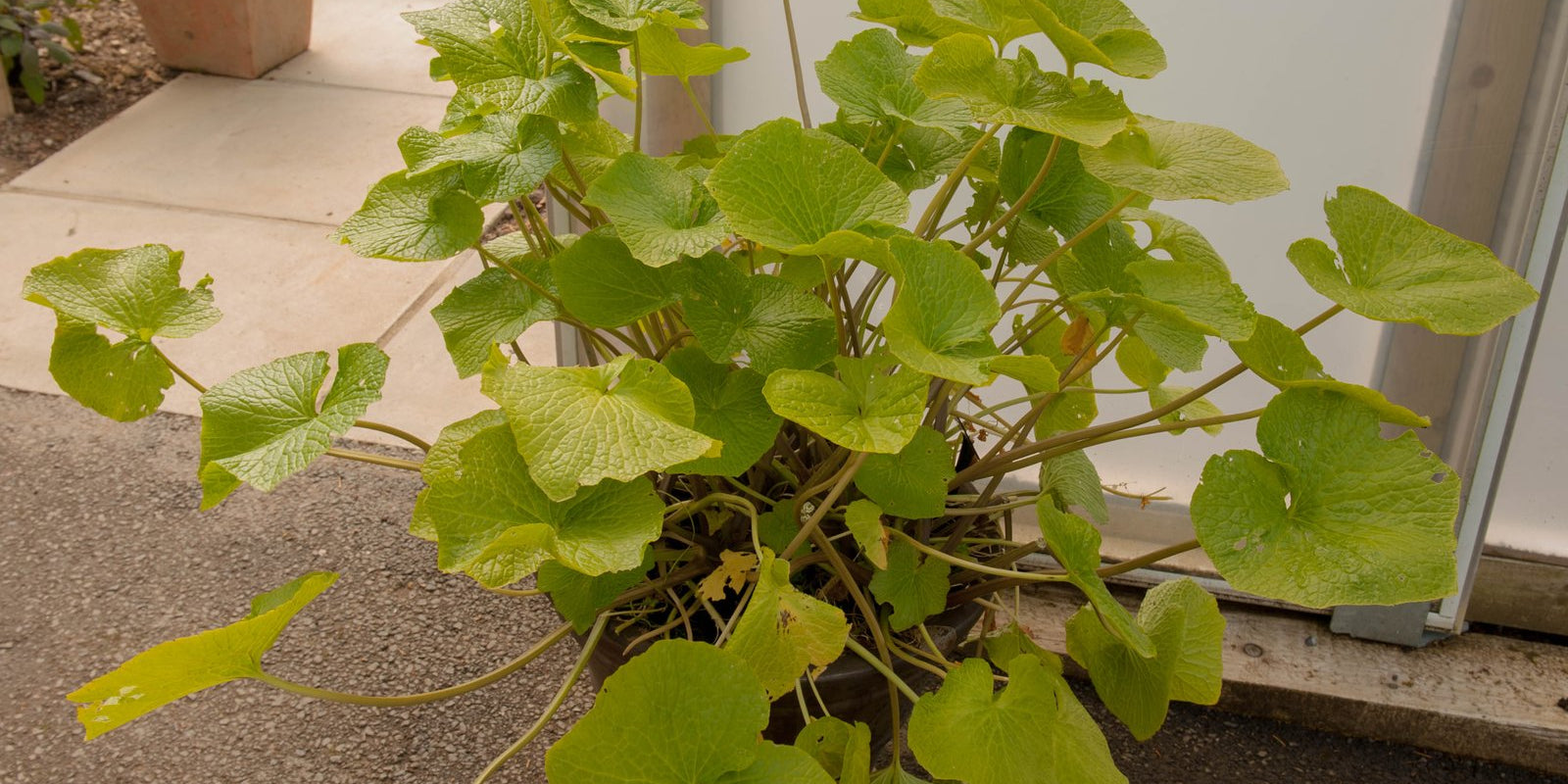 How to Grow Wasabi in Australia