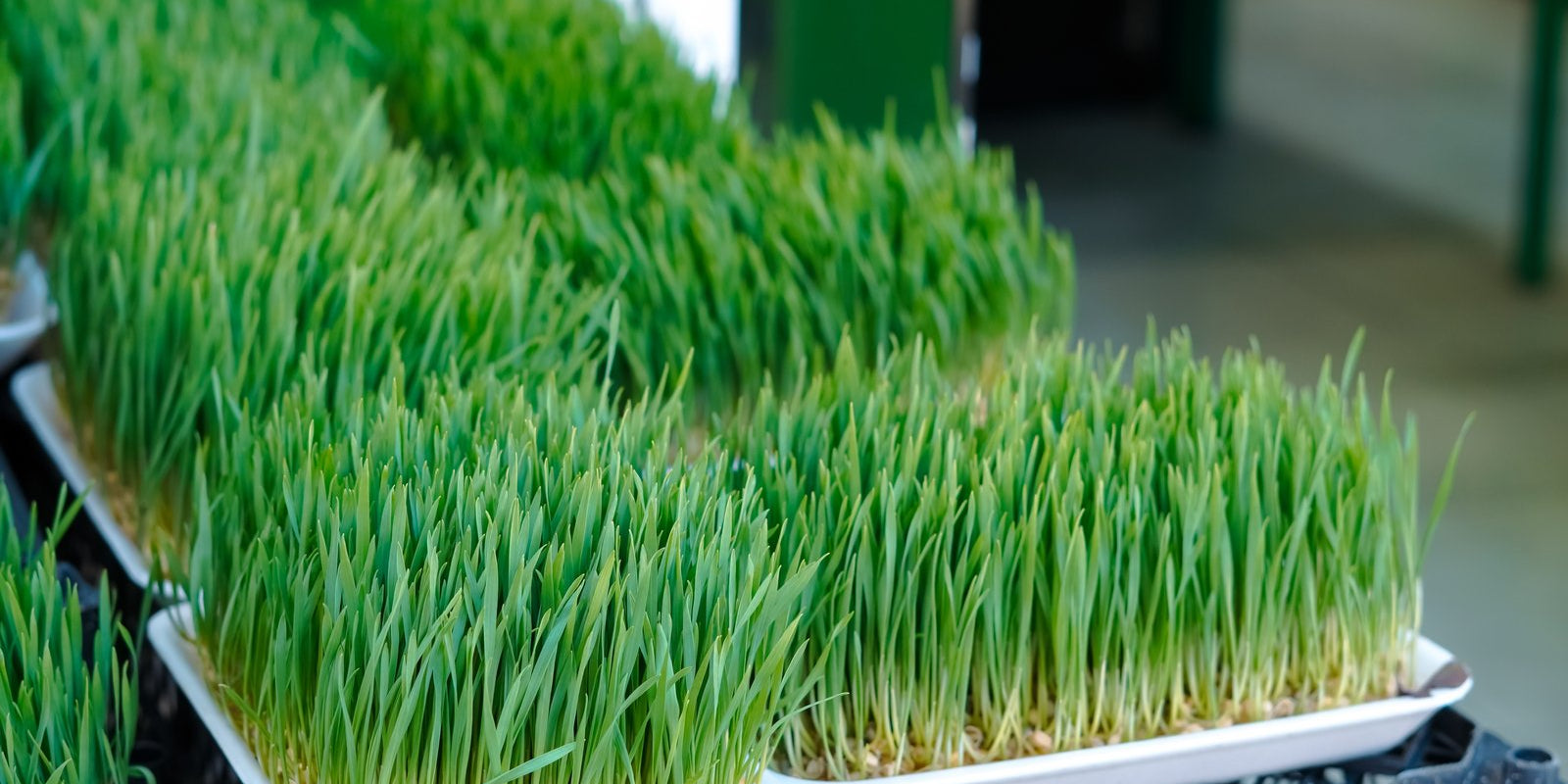 How to Grow Wheatgrass in Australia