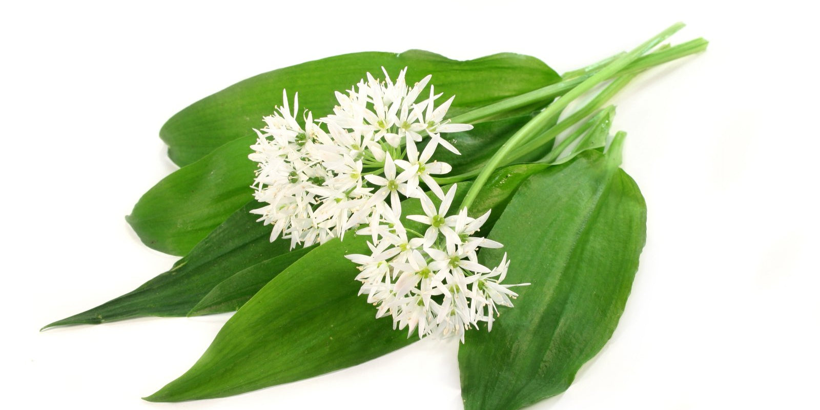 How to Grow Wild Garlic in Australia