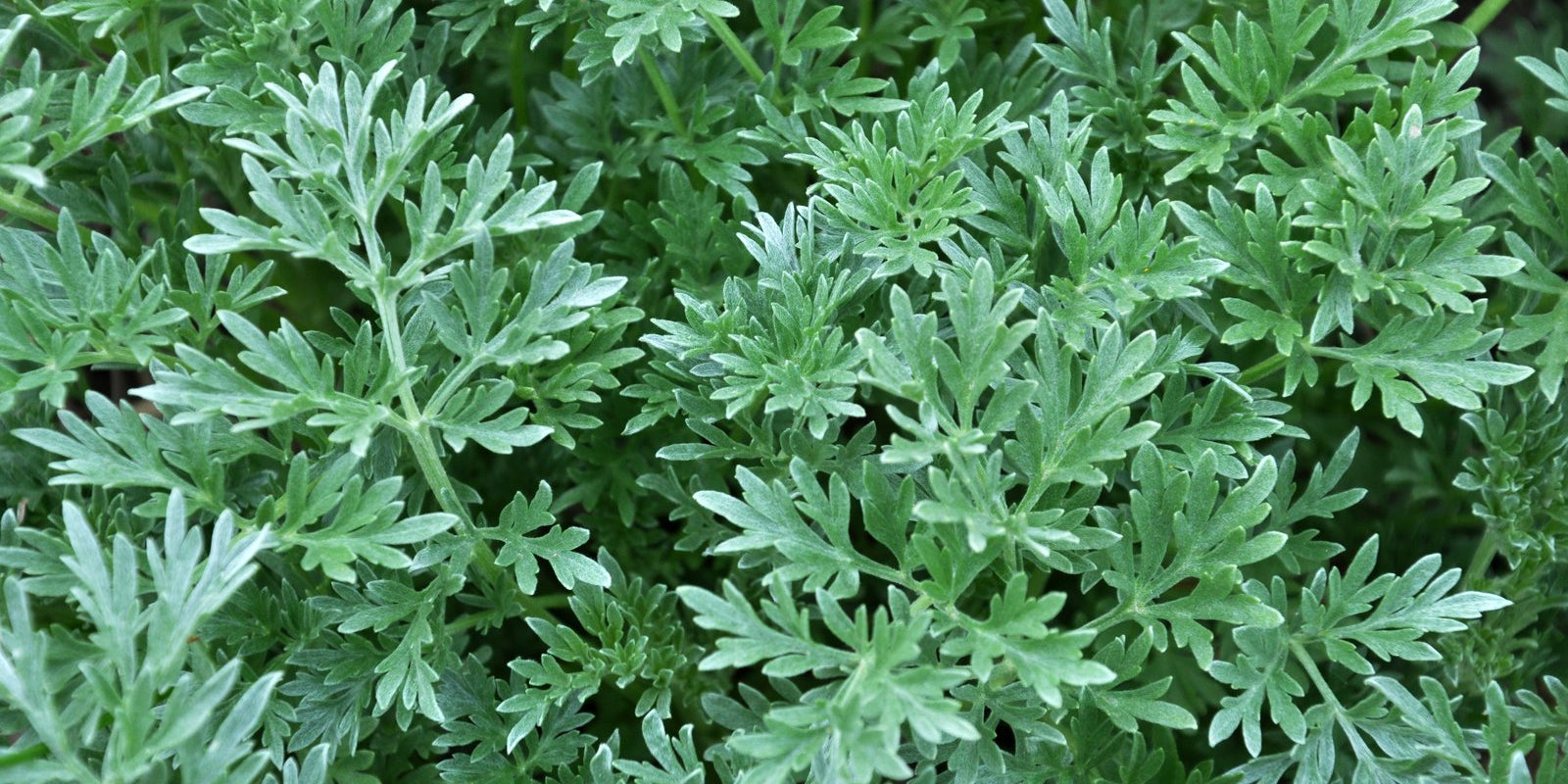 How to Grow Wormwood in Australia
