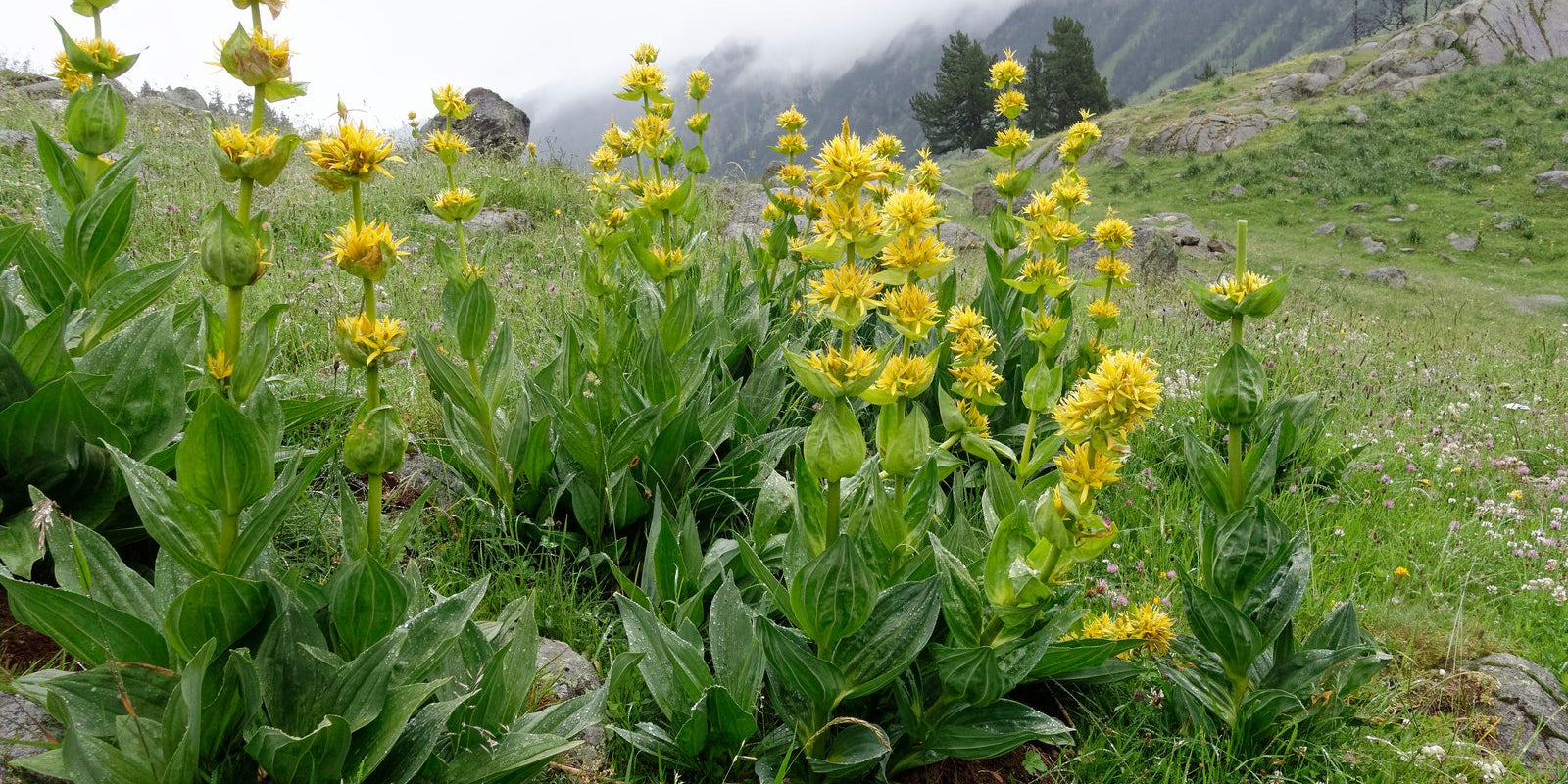 How to Grow Yellow Gentian in Australia