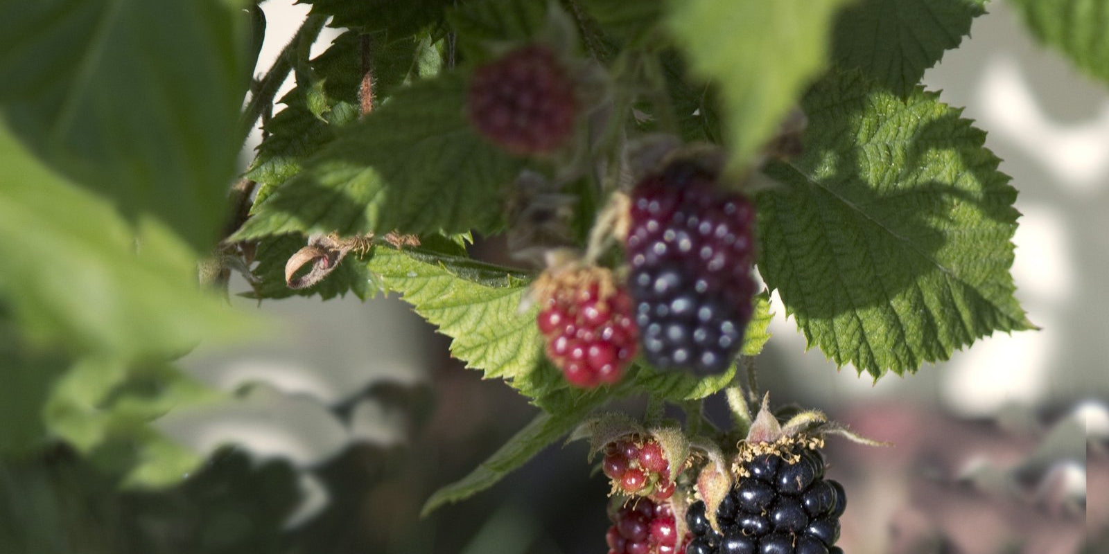 How to Grow Youngberries in Australia