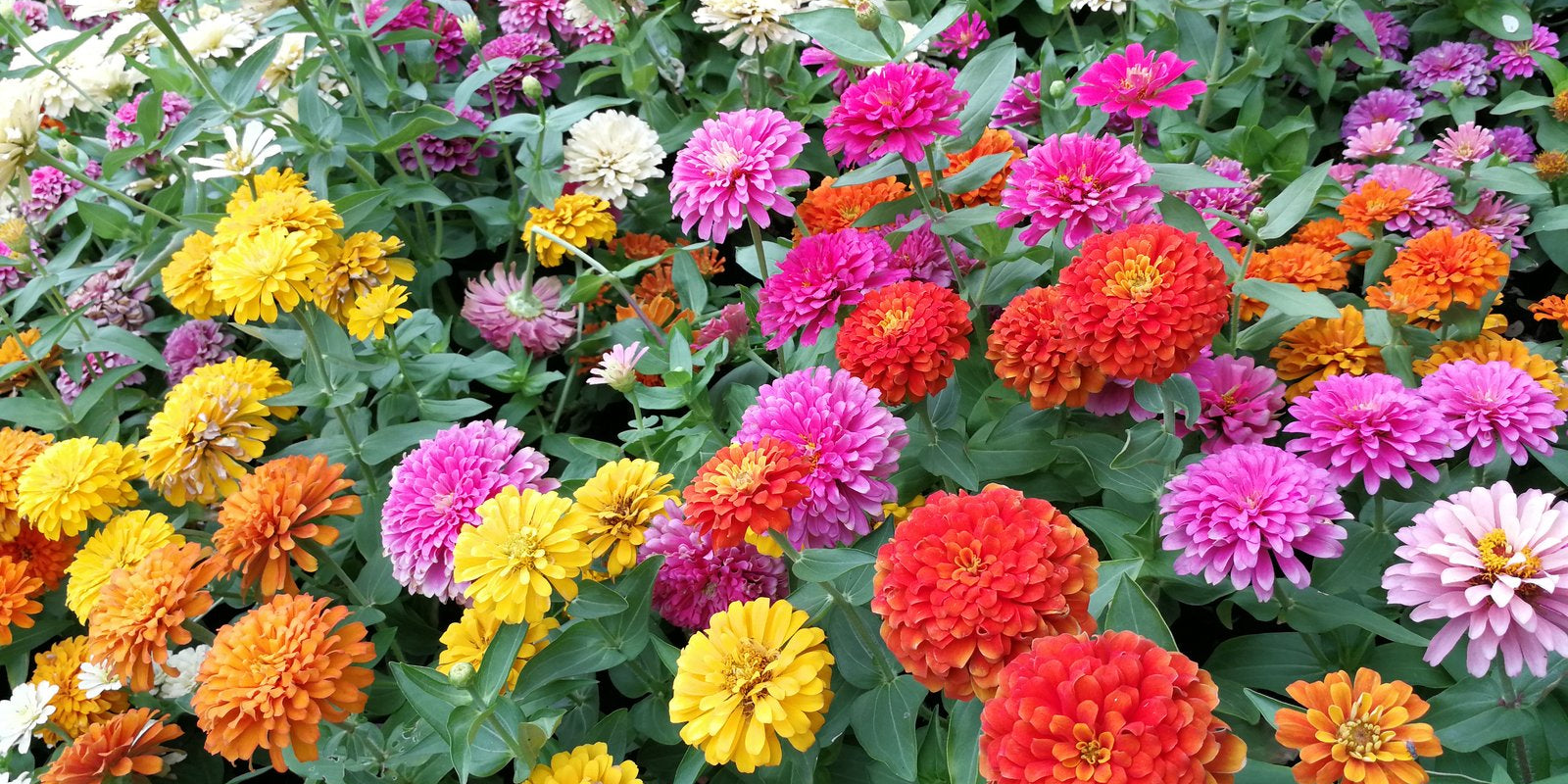 How to Grow Zinnias in Australia