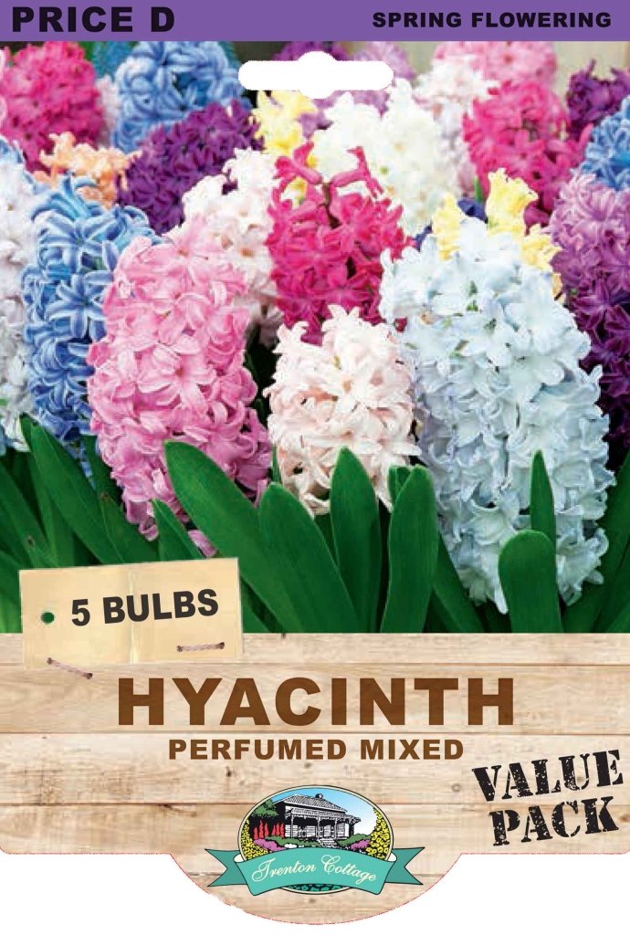 Hyacinth Perfumed Mixed (Pack of 5 Bulbs) - Happy Valley Seeds