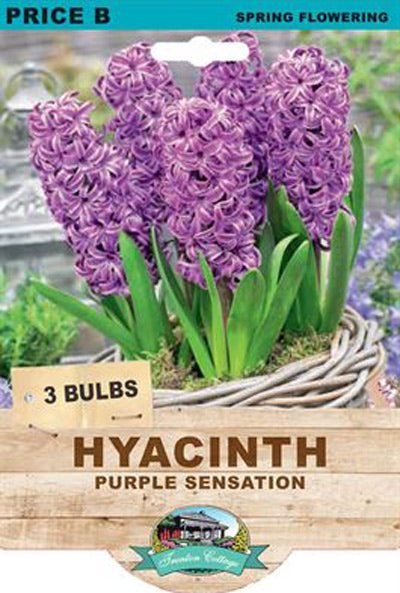 Hyacinth Purple Sensation (Pack of 3 Bulbs) - Happy Valley Seeds