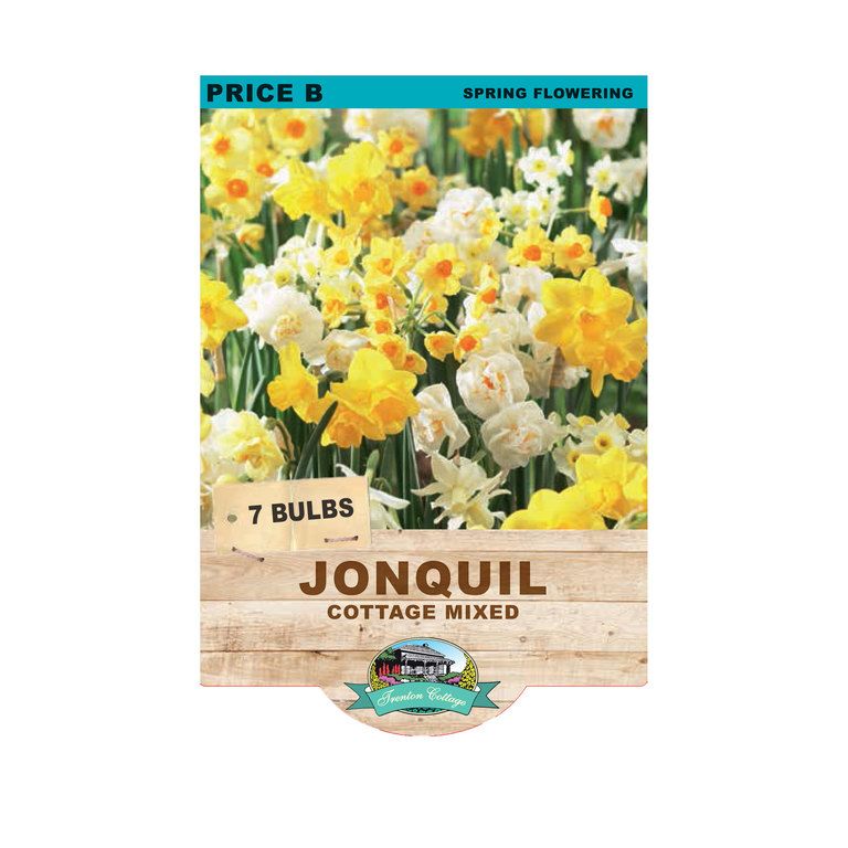 Jonquil Cottage Mixed (Pack of 7 Bulbs) - Happy Valley Seeds