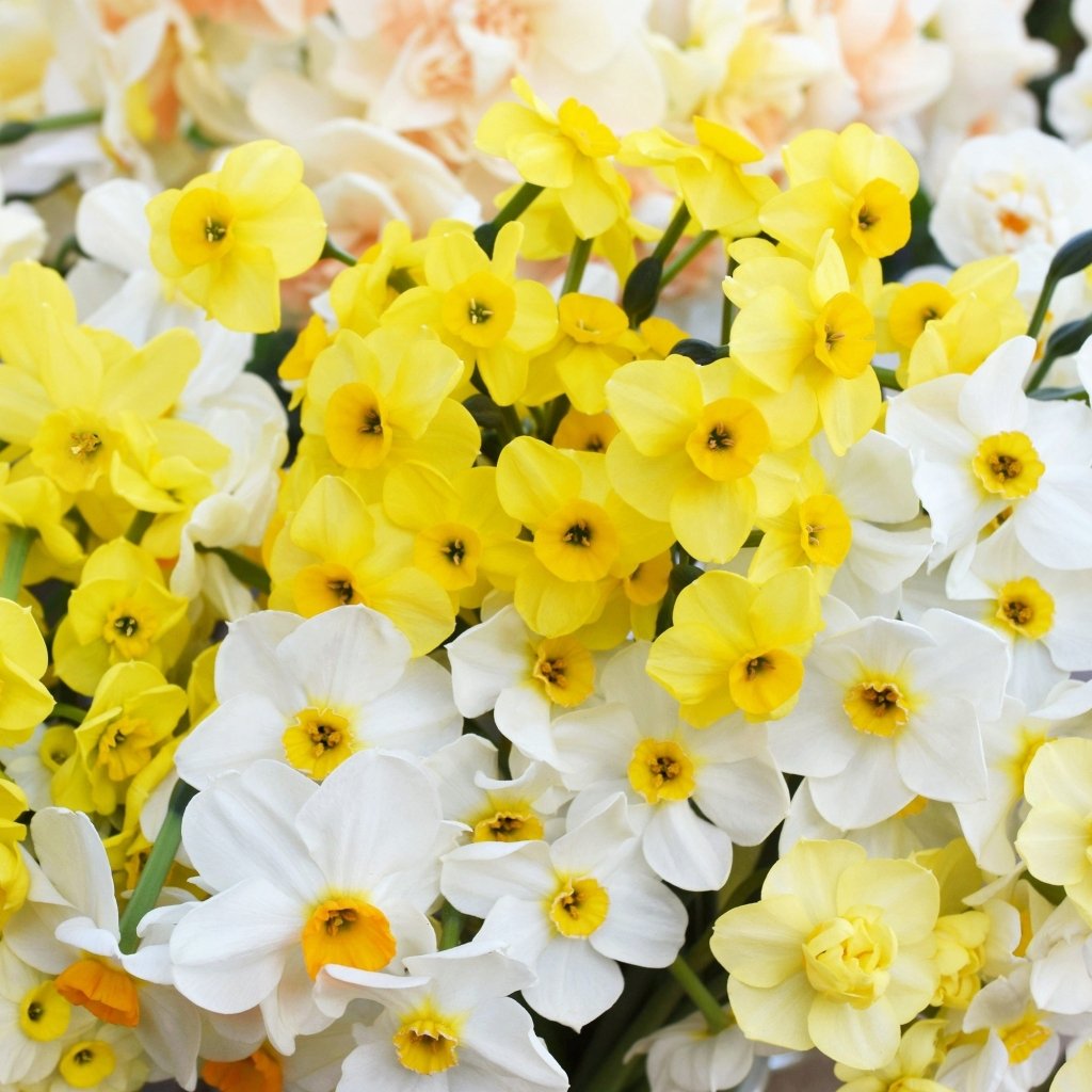 Jonquil Mixed (Pack of 40 Bulbs) - Happy Valley Seeds