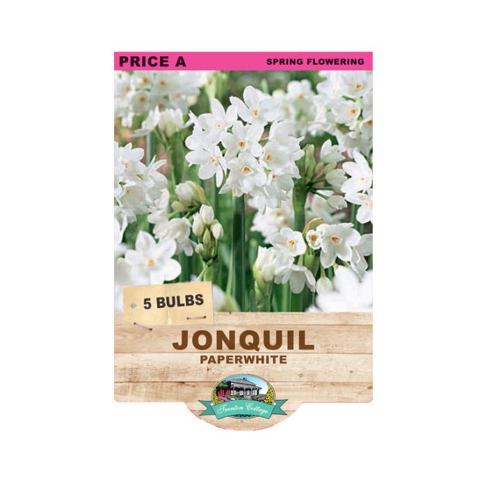 Jonquil Paperwhite (Pack of 5 Bulbs) - Happy Valley Seeds