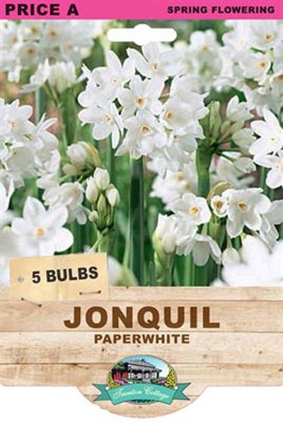 Jonquil Paperwhite (Pack of 5 Bulbs) - Happy Valley Seeds