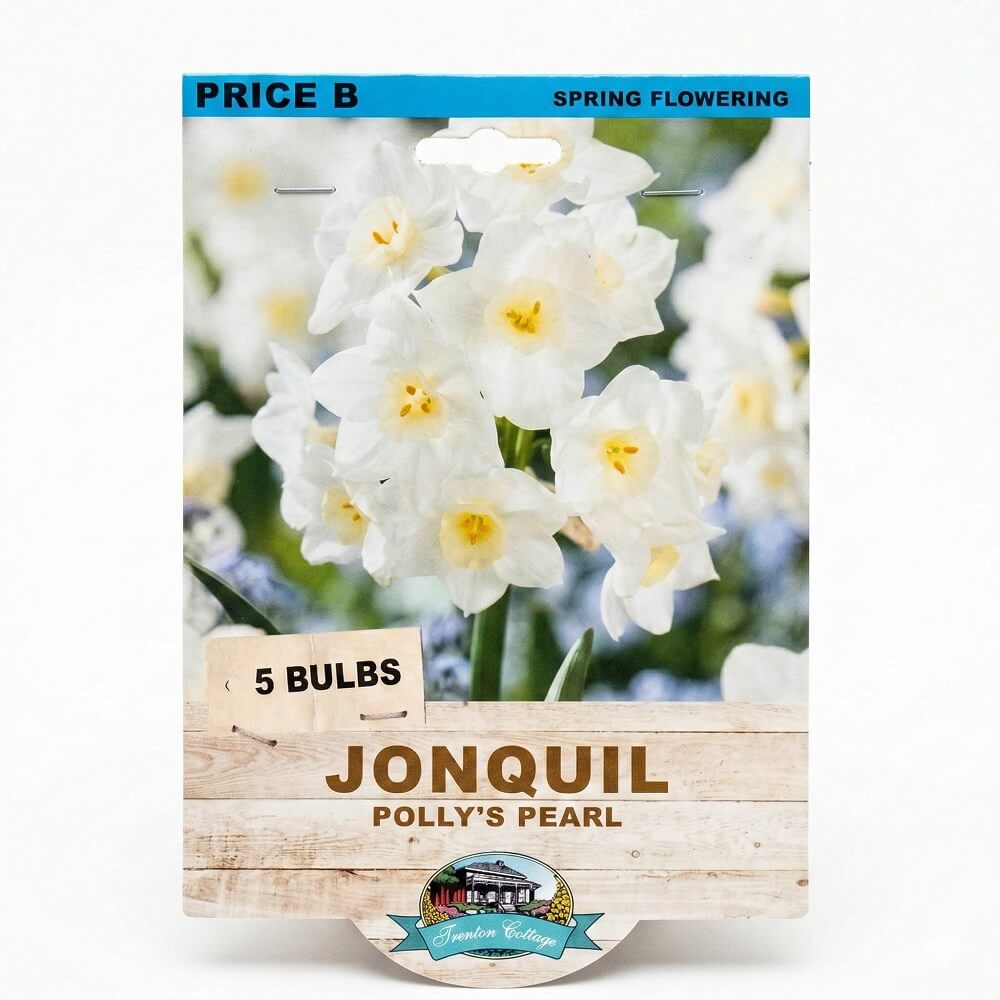 Jonquil Polly's Pearl (Pack of 5 Bulbs) - Happy Valley Seeds