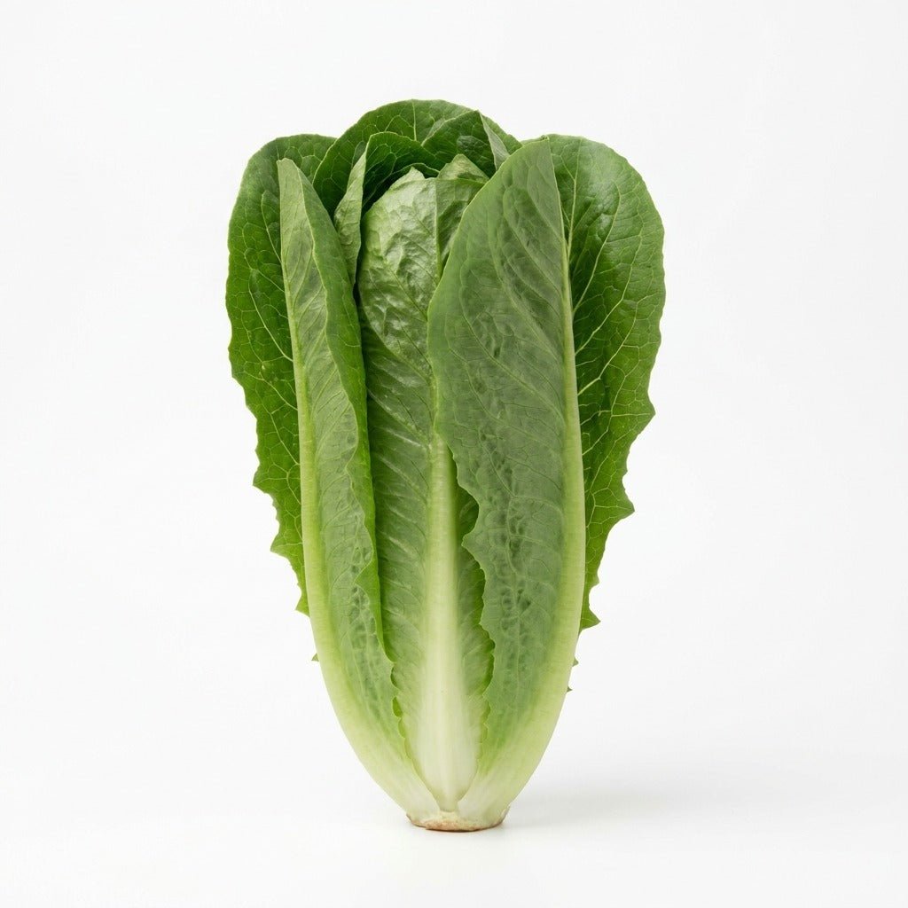 Lettuce - Parris Island Cos seeds (Organic) - Happy Valley Seeds