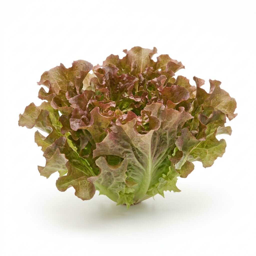 Lettuce - Salad Bowl Red seeds (Organic) - Happy Valley Seeds