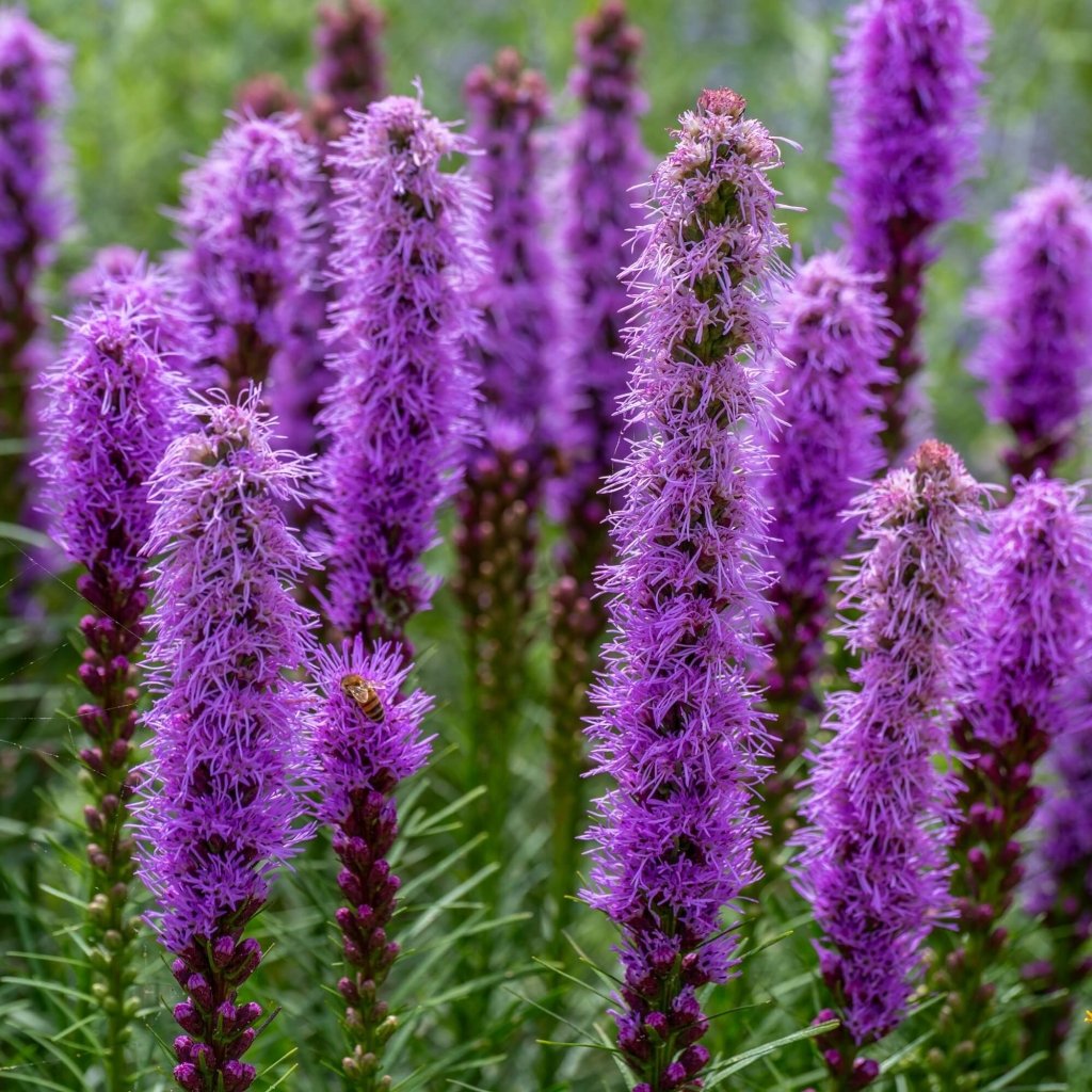 Buy Seasonals Online Happy Valley Seeds Page 3