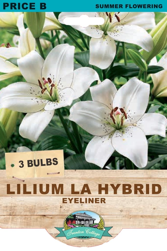 Lilium LA Eyeliner (Pack of 3 Bulbs) - Happy Valley Seeds