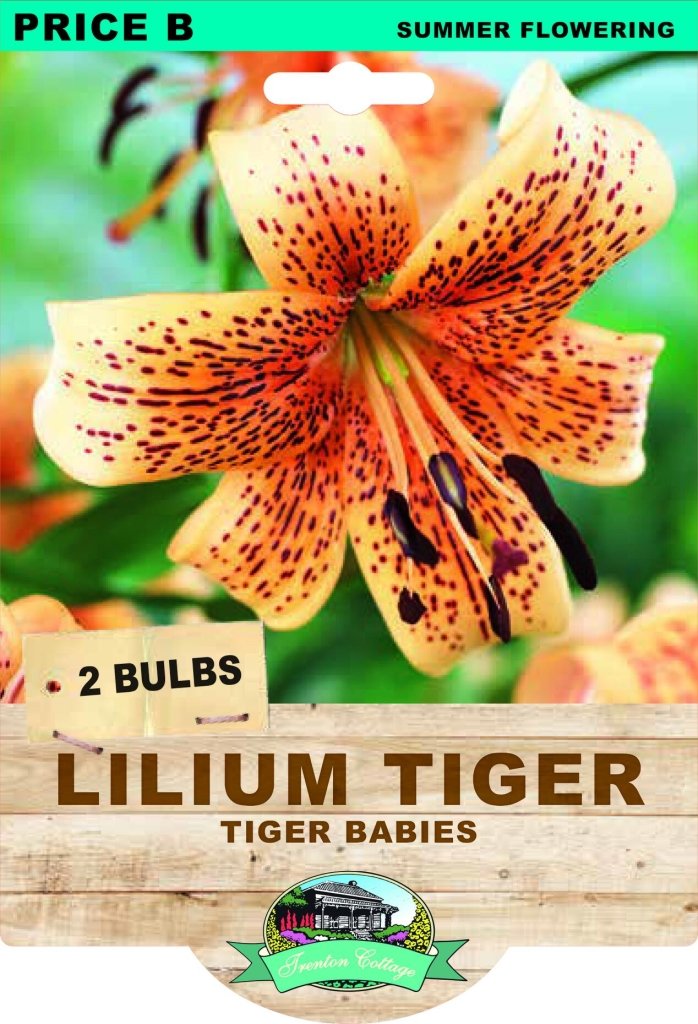 Lilium Tiger Babies (Pack of 2 Bulbs) - Happy Valley Seeds