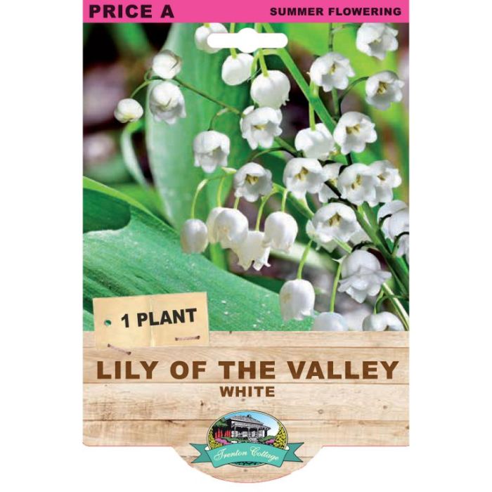 Lily Of The Valley White (Pack of 1 Plant) - Happy Valley Seeds