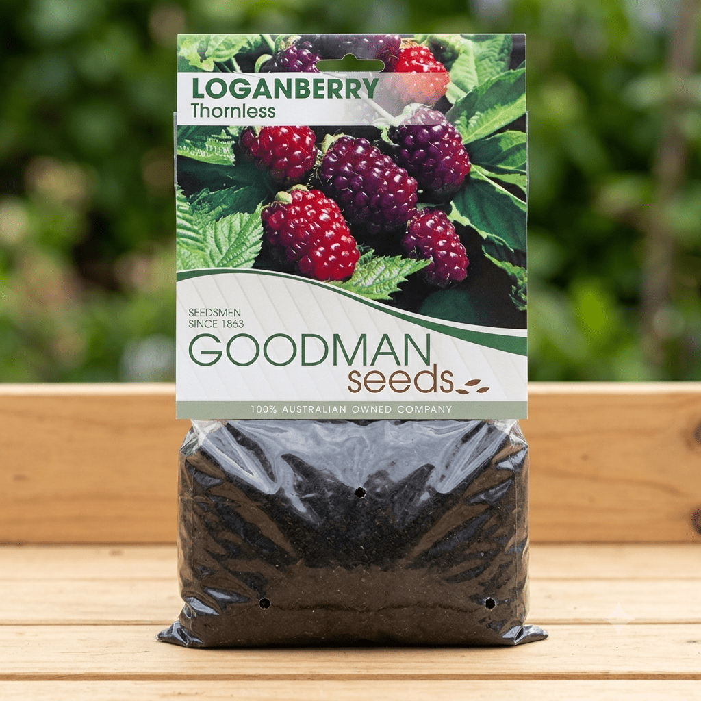 Loganberry (Pack of 1 Cane) - Happy Valley Seeds