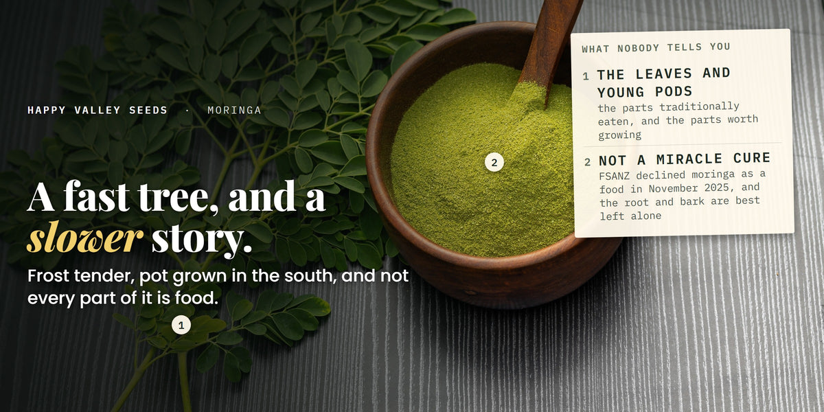 Moringa leaves beside a bowl of green powder, labelled the leaves and young pods and not a miracle cure, under the headline a fast tree and a slower story
