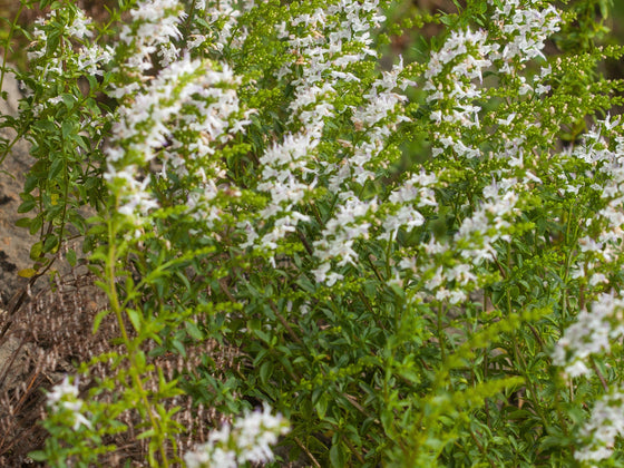 Mountain Mint