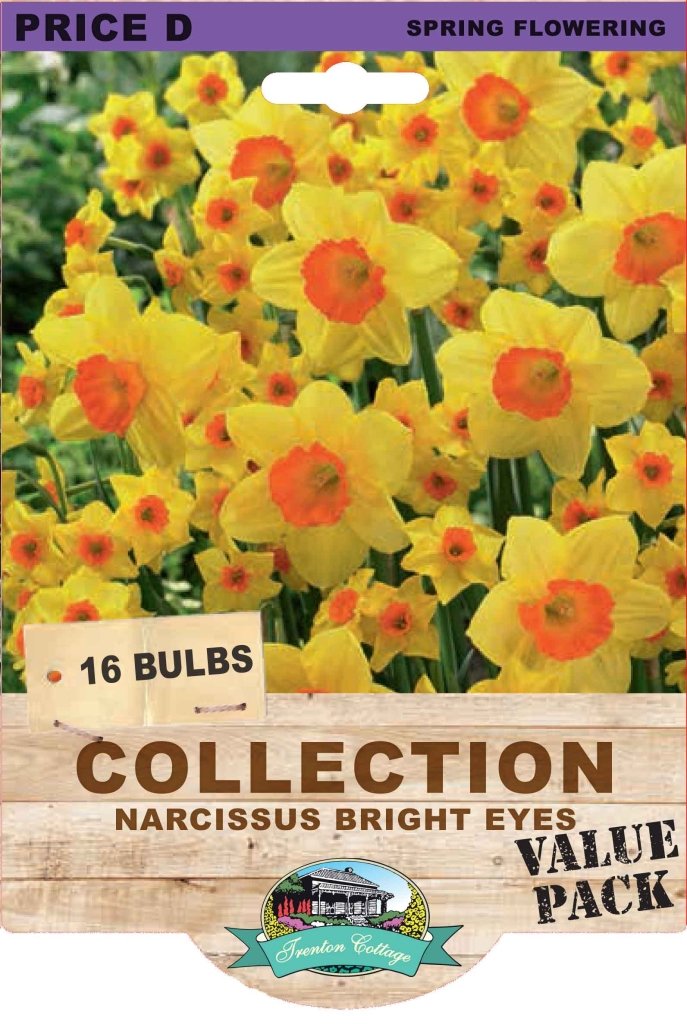 Narcissus Bright Eyes (Pack of 16 Bulbs) - Happy Valley Seeds