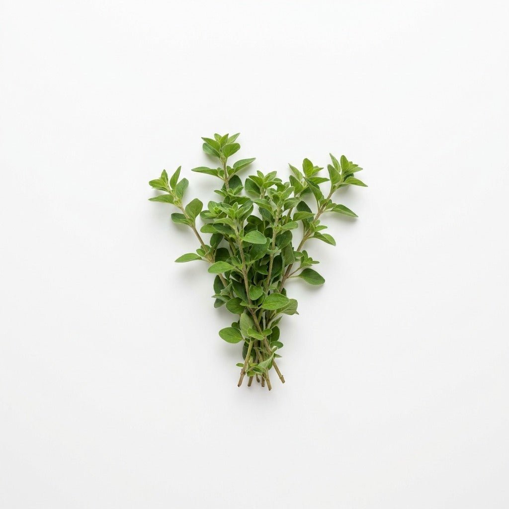 Oregano seeds (Organic) - Happy Valley Seeds