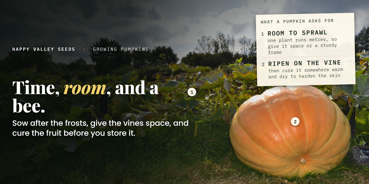 Sprawling pumpkin vines with one large fruit, labelled room to sprawl and ripen on the vine, under the headline time, room, and a bee