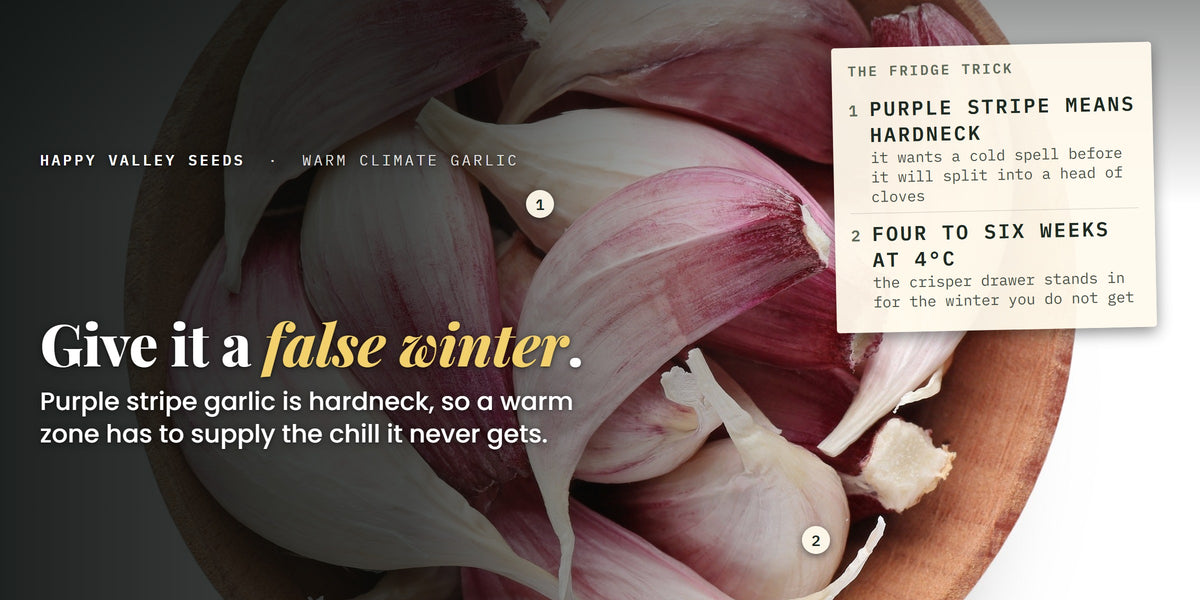 A bowl of purple blushed garlic cloves, marked purple stripe means hardneck and four to six weeks at 4 degrees, under the headline give it a false winter