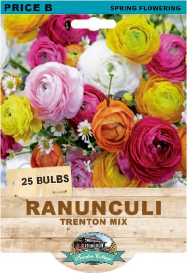 Ranunculi Trenton Mixed (Pack of 25 Bulbs) - Happy Valley Seeds