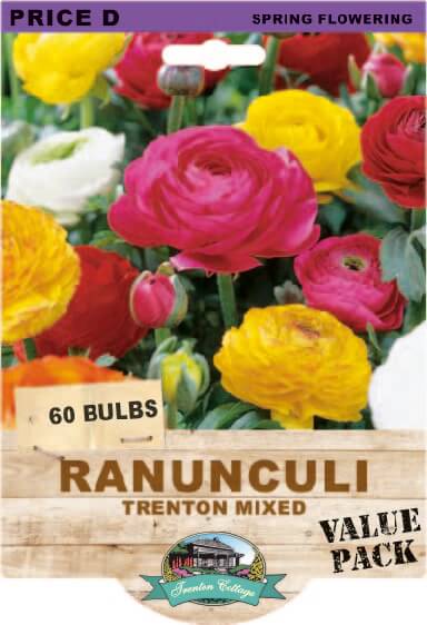 Ranunculi Trenton Mixed (Pack of 60 Bulbs) - Happy Valley Seeds
