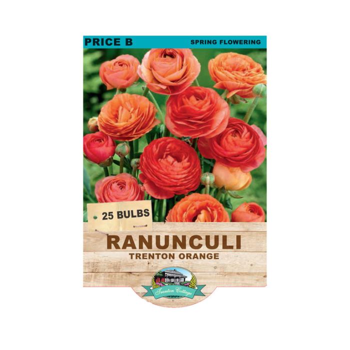 Ranunculi Trenton Orange (Pack of 25 Bulbs) - Happy Valley Seeds