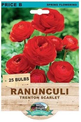 Ranunculi Trenton Scarlet (Pack of 25 Bulbs) - Happy Valley Seeds