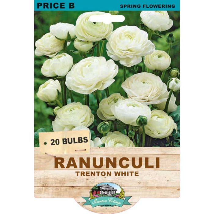 Ranunculi Trenton White (Pack of 20 Bulbs) - Happy Valley Seeds