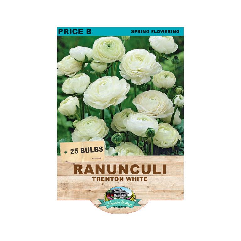 Ranunculi Trenton White (Pack of 25 Bulbs) - Happy Valley Seeds