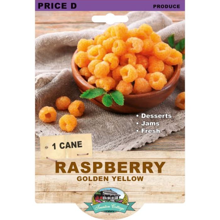Raspberry - Golden Yellow (Pack of 1 Cane) (TC) - Happy Valley Seeds