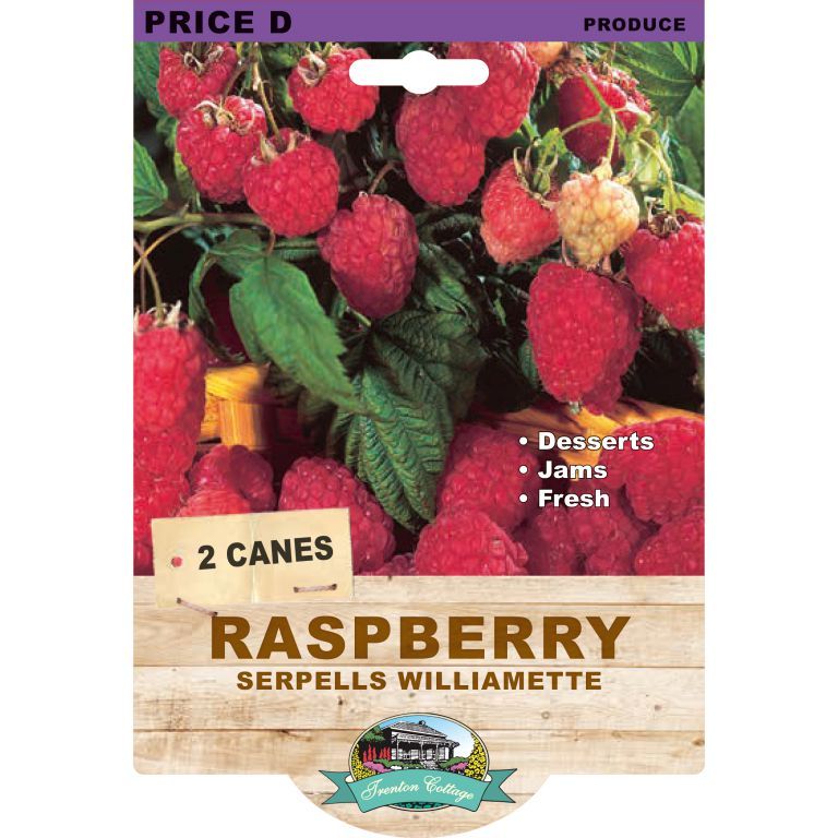 Raspberry - Serpells Willamette (Pack of 2 Canes) (TC) - Happy Valley Seeds