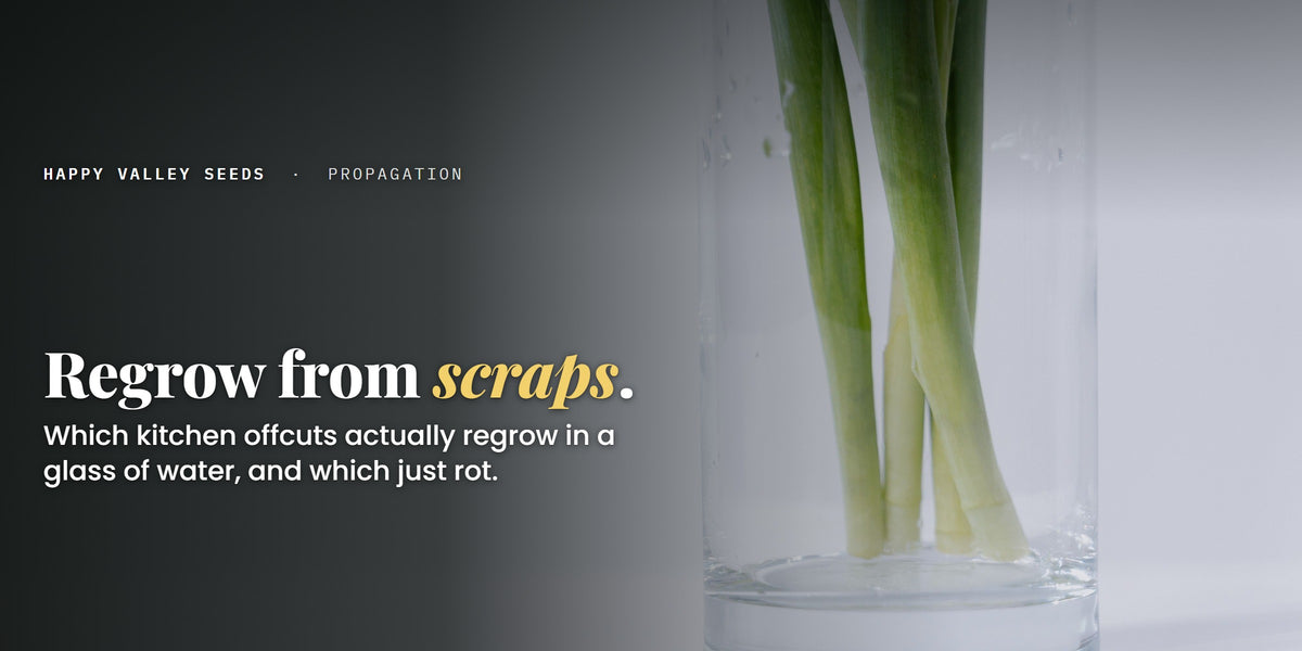 Regrow from scraps. Which kitchen offcuts actually regrow in a glass of water, and which just rot.