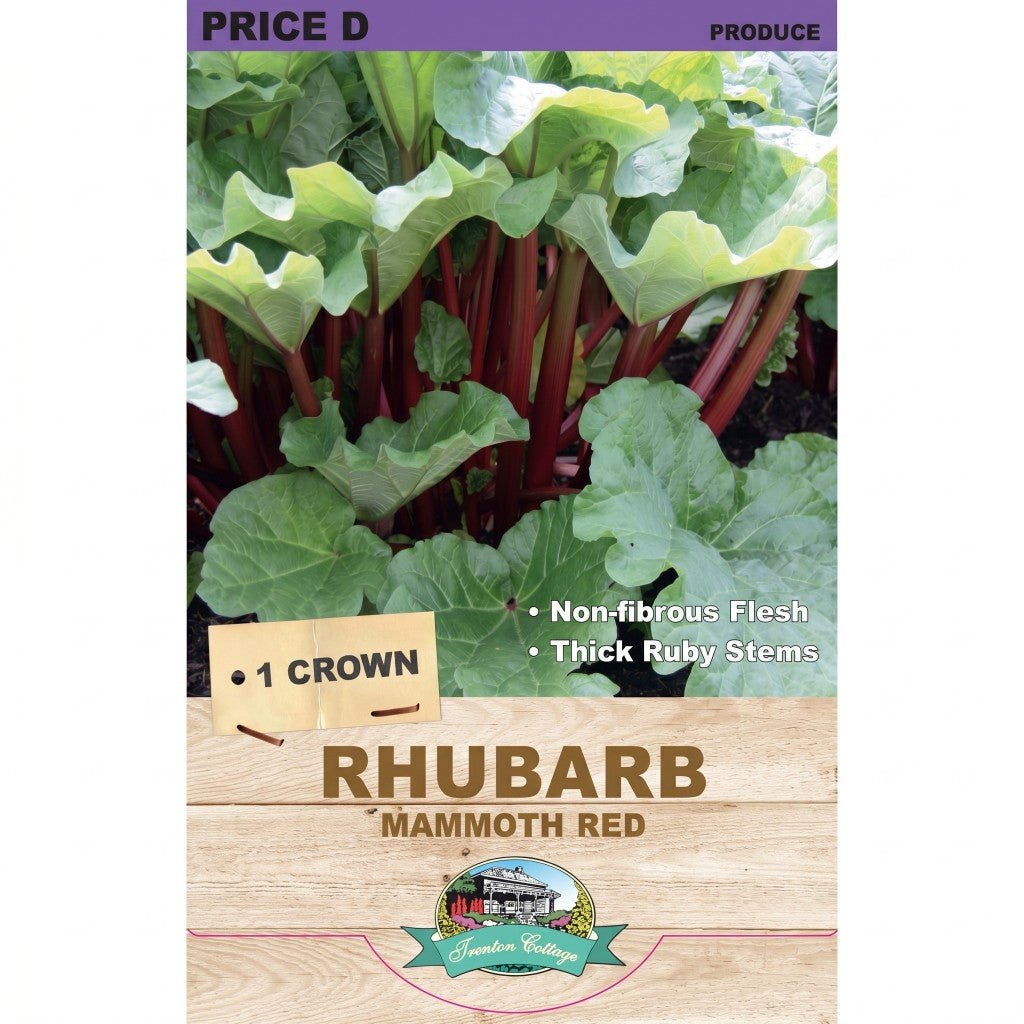 Rhubarb - Mammoth Red (Pack of 1 Crown) - Happy Valley Seeds