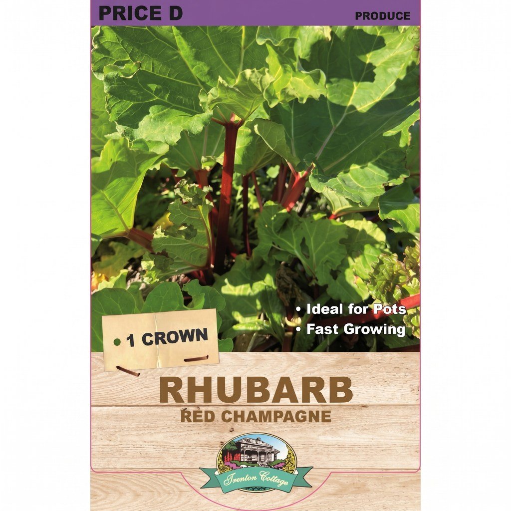 Rhubarb - Red Champagne (Pack of 1 Crown) - Happy Valley Seeds