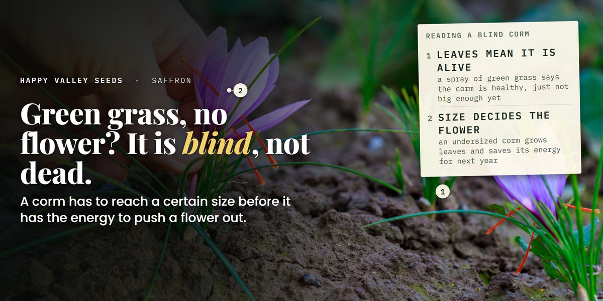 A saffron flower being picked among grassy leaves, marked leaves mean it is alive and size decides the flower, under the headline green grass, no flower, it is blind, not dead