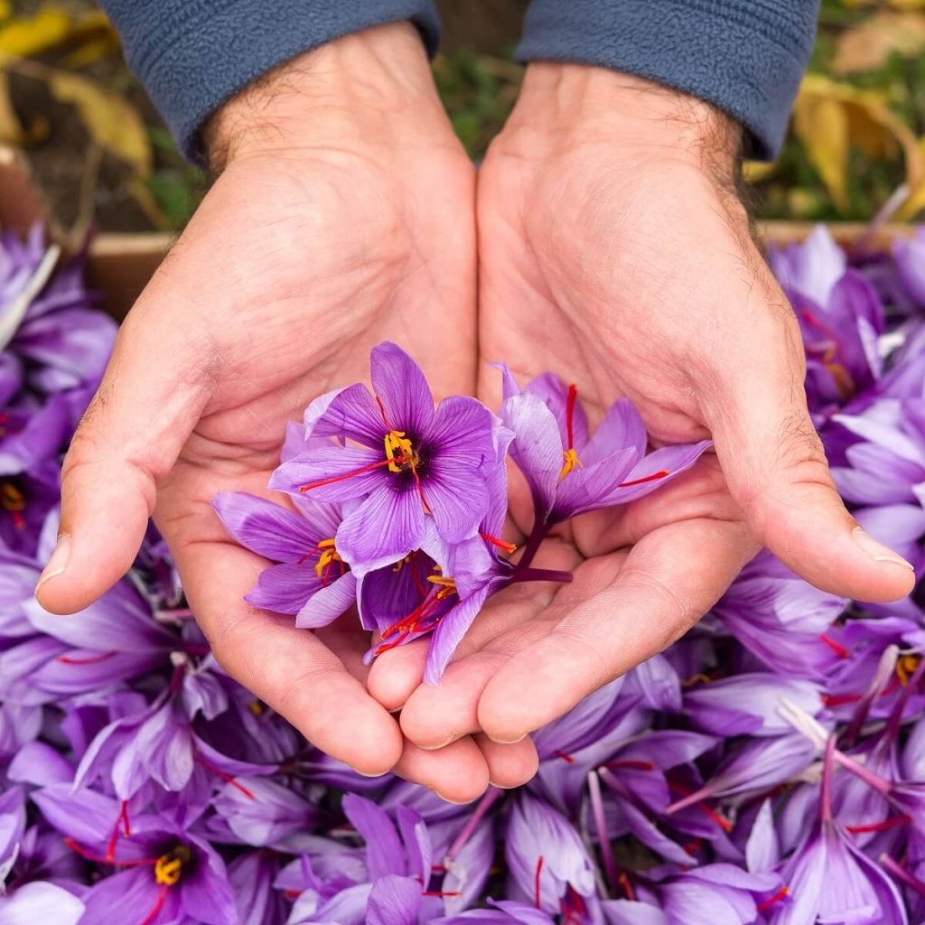 Saffron Corms - Happy Valley Seeds